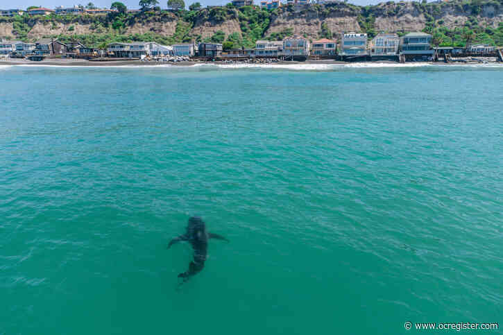 Shark season is back: Surfers spooked at Trestles, advisory in San Clemente, sightings off Capo Beach and Manhattan