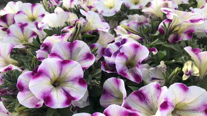 Was vom Tage übrig blieb: Teletext, Theoretisches und Twitch-Talk