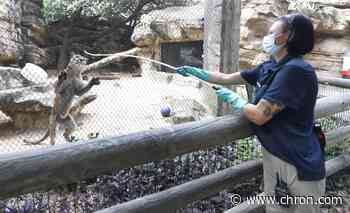 Houston Zoo announces when it will reopen, changes policies amid pandemic