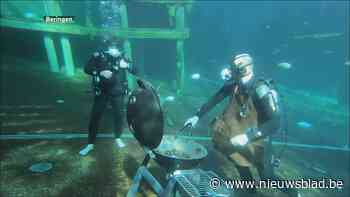 Duikcentrum Todi doet aan onder water social distancing in ludiek filmpje