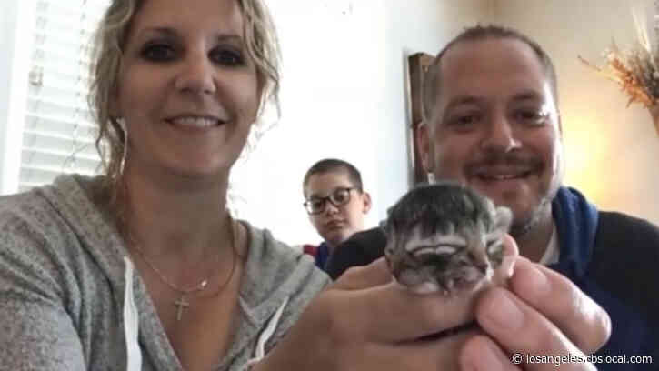 Two-Faced Kitten Named Biscuits And Gravy Dies Four Days After Birth