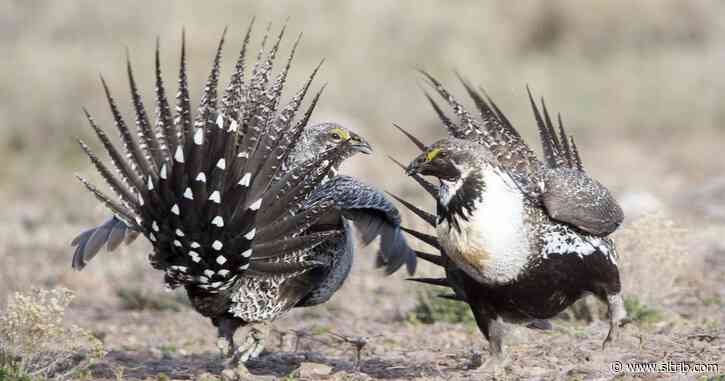 Judge strikes down U.S. energy leasing rules in sage grouse habitat