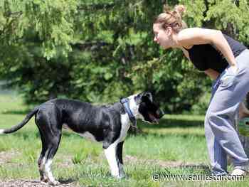 Council nixed concept for more leash-free dog parks