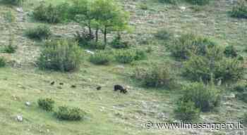 Frosinone, spettacolo nel Parco nazionale. Due foto storiche: mamma orsa con quattro cuccioli - Il Messaggero