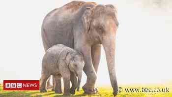 Thailand: Elephants on 'great migration' to survive coronavirus starvation