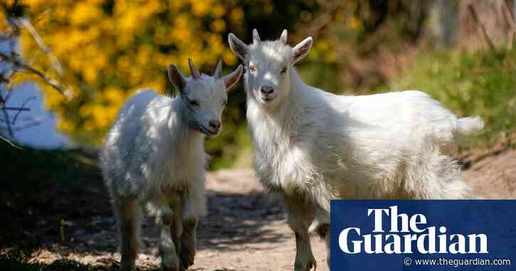 Specieswatch: Welsh Kashmiri goats offer locals weather report