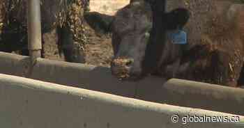 Store in southern Alberta accuses meat plants of price gouging