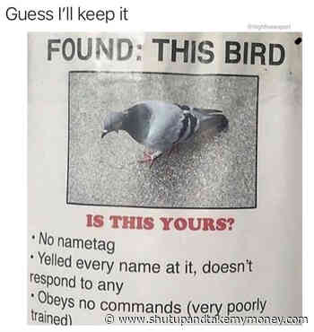 Found: This Bird – Poster Meme