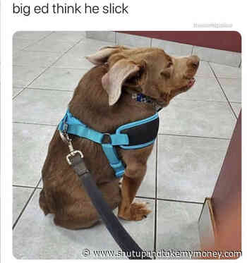 Big Ed Dog – Meme