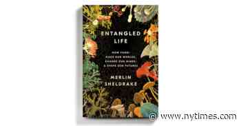 Whether You’re Making a Meal or Cleaning an Oil Spill, There’s a Fungus for That