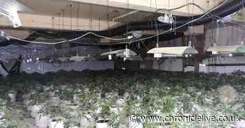 Police uncover cannabis farm the size of Olympic swimming pool worth almost £1m