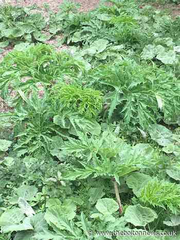 Children playing by river banks with dangerous giant hogweed