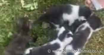Newborn kittens 'lucky to be alive' after being dumped in bin