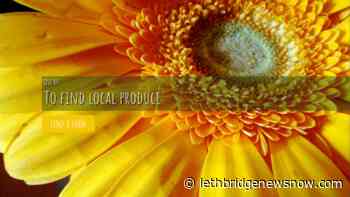 Alberta Farm Fresh – helping you source farm fresh food - Lethbridge News Now