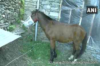 Coronavirus: Horse under home quarantine! Here’s why this horse has been isolated in Kashmir