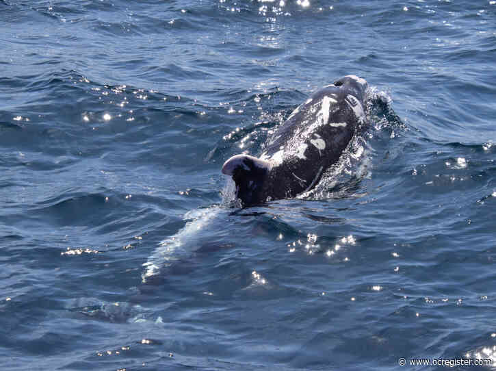 VIDEO: Patches, the West Coast’s most popular dolphin, reappears off Orange County