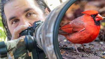 N.J. photographer captures photos of cardinals for every life lost to COVID-19