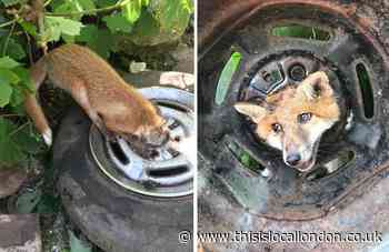 Croydon fox freed after getting stuck in wheel
