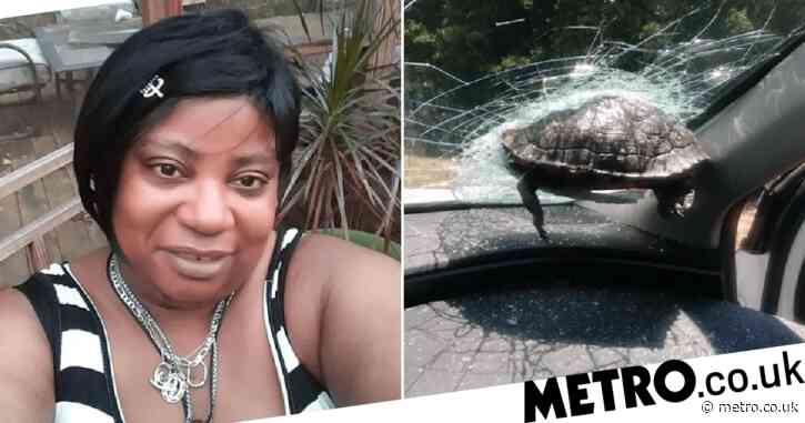 Turtle smashes through car windshield and nearly decapitates passenger