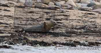 Rescue seal released into sea after being nursed back to health during lockdown