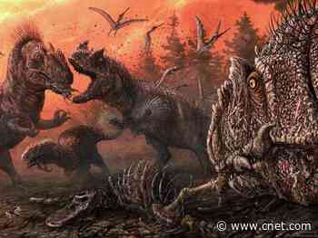 Rare evidence of dinosaur cannibalism found in Allosaurus fossils     - CNET