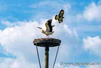 Ooievaar neemt het op tegen buizerd bij Echteld
