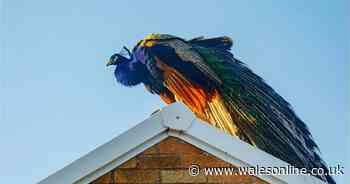 Peacock keeps appearing on roofs in Welsh town an no-one knows why