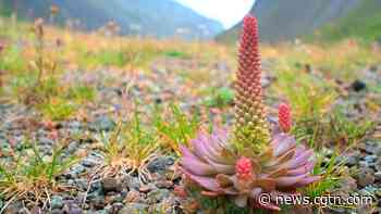 CGTN Nature: Changbai Mountain Series | Ep. 3: Lively Tundra Flowers - CGTN