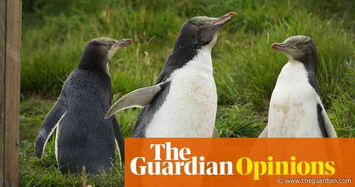 New Zealand's plan for action on seabirds is strong on rhetoric but light on action | Jessica Desmond