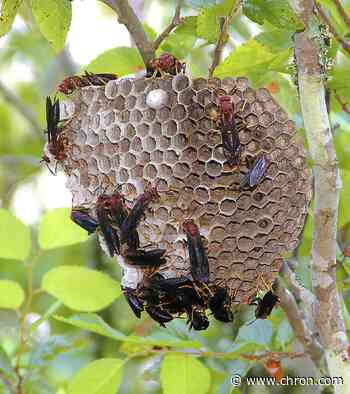 Expect to see these bugs in Houston this summer - Chron.com