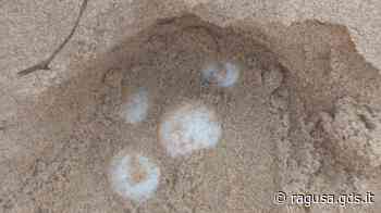 Sorpresa in provincia di Ragusa, scoperti i primi nidi di Caretta caretta - Giornale di Sicilia