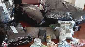 21 Kg di erba arrivata per posta a casa di studente insospettabile: sospetti sul Dark Web - Primonumero