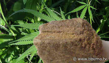 TIVOLI - Tre serre di “erba” e due chili di “fumo” in casa, preso - Tiburno.tv Tiburno.tv - Tiburno.tv