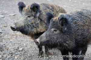 Scontro in Regione sui cinghiali. Fermi (Fi): «Guerra totale». Erba (M5S): «Pensino ad altro» - Corriere di Como