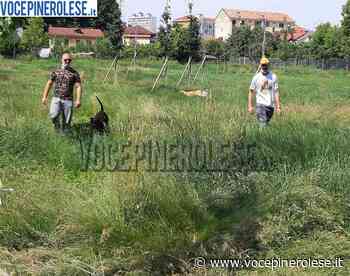 Erba troppo alta nell'area cani. La protesta. Pinerolo - VocePinerolese.it
