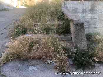 La novità è che l'erba "aggiallià" - Sicilia ON Press