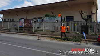 Verde pubblico, torna percorribile il marciapiede invaso dall'erba - AnconaToday
