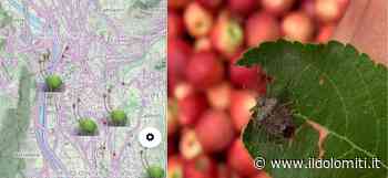 Dal taglio dell'erba alle reti, ecco come proteggersi dalla cimice asiatica. I consigli della Fem e l'App che mostra dove si trova l'insetto - il Dolomiti