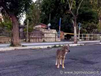 C'era una volta un lupo a Crotone... Una ''favola'' in citta': vademecum del Circolo ''Ibis'' - La Provincia Kr
