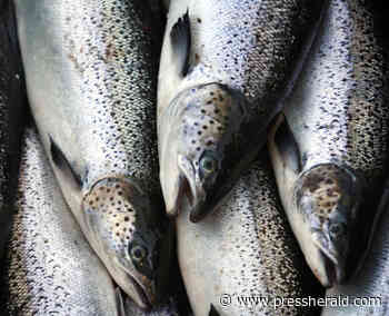 Large salmon farm in Belfast awaits state permits - Press Herald