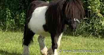 Can you help to find stolen pony Basil ?