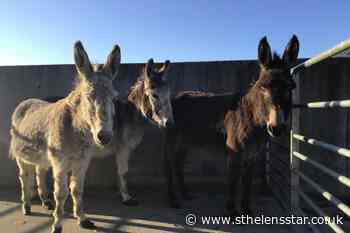 Sanctuary inundated with donkeys abandoned during lockdown - St Helens Star