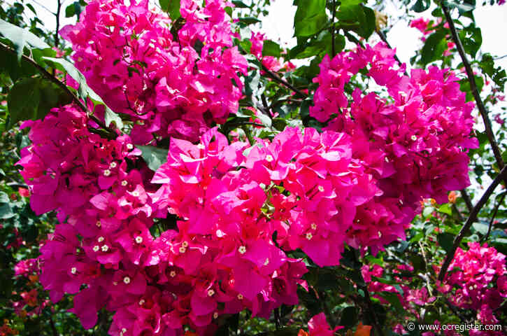 How to get bouganvillea to bloom in a big way