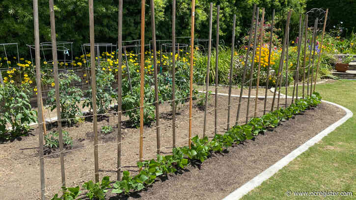 Can tomatoes grow in the same spot year after year?