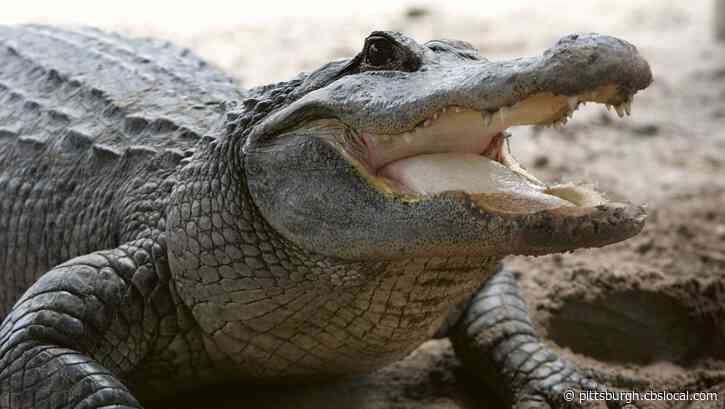 ‘Biggest I’ve Ever Seen’: Massive Alligator Trapped At Mini-Golf Course Is Euthanized