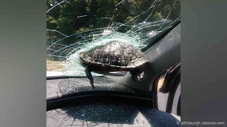 ‘It Sounded Like A Bomb’: Turtle Smashes Through Driver’s Windshield On Highway