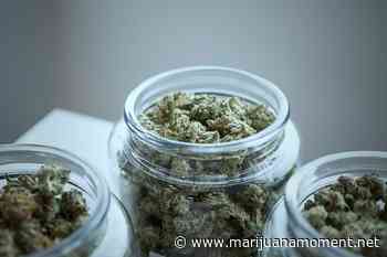 States With Medical Marijuana Laws Saw 20% Drop In Some Opioid Prescriptions - Marijuana Moment