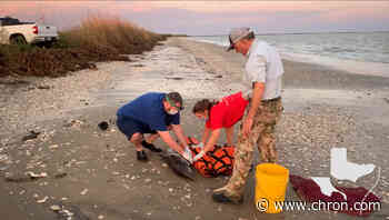 Orphaned dolphin calf found stranded near La. beach now being cared for in Galveston