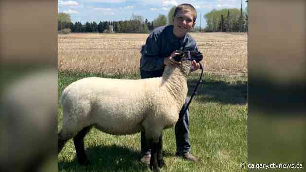 Bow Valley 4-H club takes beef and lamb show online