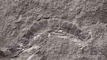 Meet the world's oldest bug, a 425-million-year-old millipede fossil     - CNET